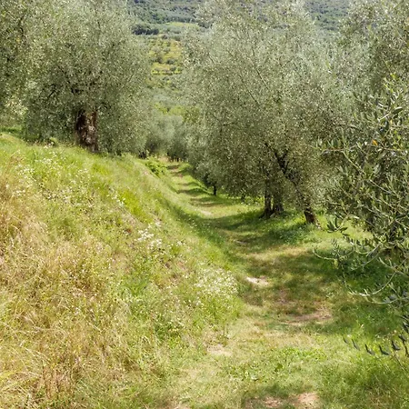 Olive Garden House 2 Apartma